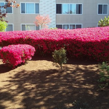 Red Roses Landscaping 1 - a red bush in front of a building - Landscaping Near Me - Burien, Washington Red Roses Landscaping 1 - a red bush in front of a building - Landscaping Near Me - Burien, Washington