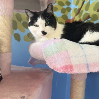 Bajah's Cat Cafe - Cafes Near Me - Tiverton, Rhode Island