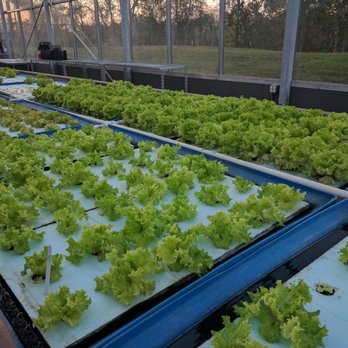 Robin Hills Farm - Hydroponic greens - Venues & Event Spaces Near Me - Chelsea, Michigan Robin Hills Farm - Hydroponic greens - Venues & Event Spaces Near Me - Chelsea, Michigan