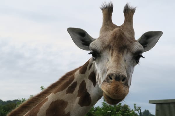 Port Lympne Safari Park by null
