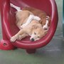 Photo of Cubby's Canine Castle