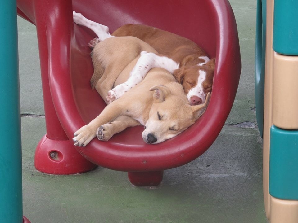 Cubby's Canine Castle - pet boarding facility in Blue Bell, PA