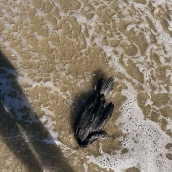 Hermosa Beach - Hermosa Beach bird carcass #3 of 6 - Beaches Near Me - Hermosa Beach, California