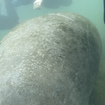 Explorida - Snorkeling Near Me - Crystal River, Florida Explorida - Snorkeling Near Me - Crystal River, Florida