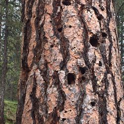 Woodpecker holes
