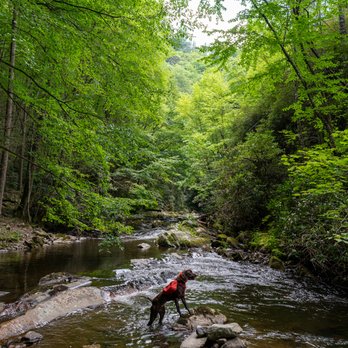 Laurel Fork Falls - Hiking Near Me - Hampton, Tennessee Laurel Fork Falls - Hiking Near Me - Hampton, Tennessee