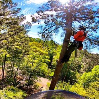 Fellow Tree - Tree Service Company - Pine tree topping - tandem climb - Tree Services Near Me - Kennesaw, Georgia