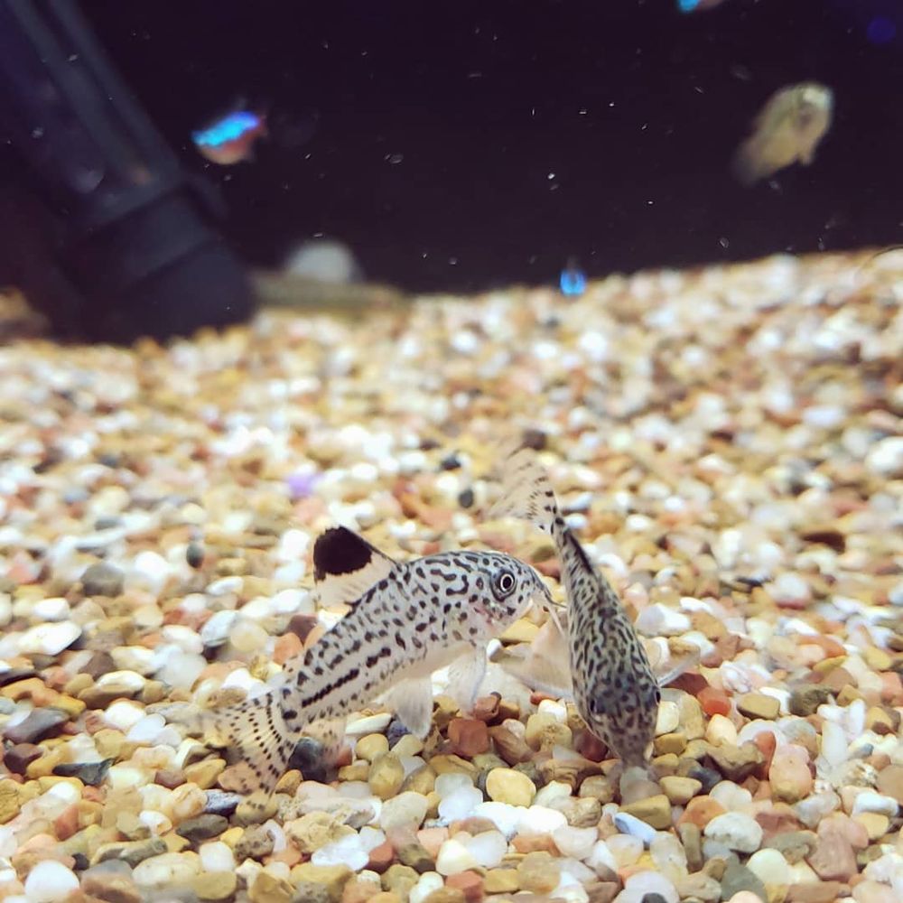 GINGERBREAD TROPICAL FISH & CORAL CLOSED Updated July 2024 38