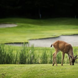 Fairwinds Golf Club - Deer at Fairwinds Golf Club