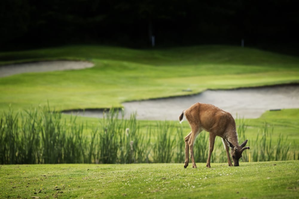 Fairwinds Golf Club Logo