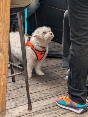 Golden Sardine by null