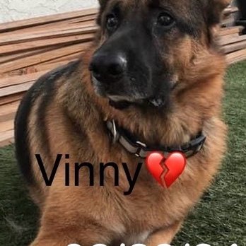 Saddleback Animal Hospital - This was our beautiful boy Vinny. Forever in our hearts! - Veterinarians Near Me - Tustin, California Saddleback Animal Hospital - This was our beautiful boy Vinny. Forever in our hearts! - Veterinarians Near Me - Tustin, California