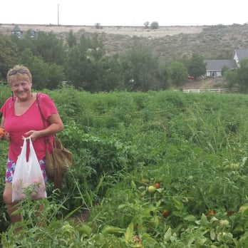 U-Pick Tomato & Farm Stand - Pick Your Own Farms Near Me - Camp Verde, Arizona U-Pick Tomato & Farm Stand - Pick Your Own Farms Near Me - Camp Verde, Arizona