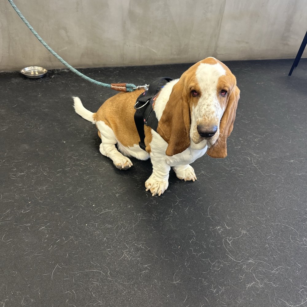Zoom Room Dog Training - Pet Training Near Me - Fort Worth, Texas Zoom Room Dog Training - Pet Training Near Me - Fort Worth, Texas