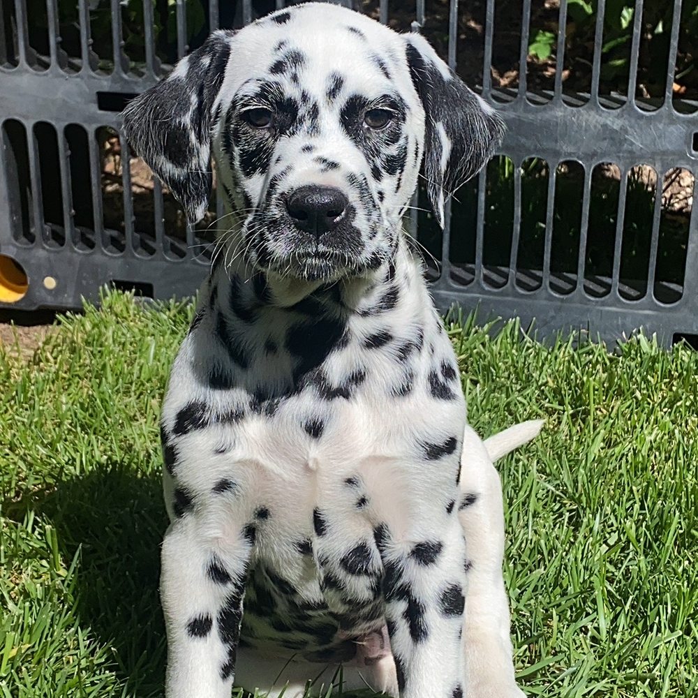 AAA Labs Labrador Puppies - Maverick - Pet Breeders Near Me - Ontario, California