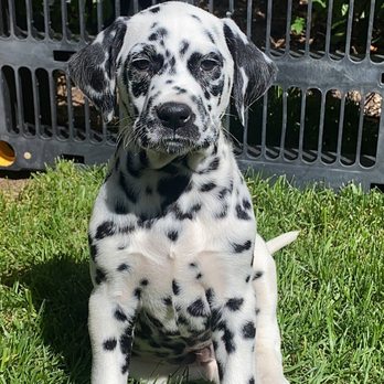 AAA Labs Labrador Puppies - Maverick - Pet Breeders Near Me - Ontario, California