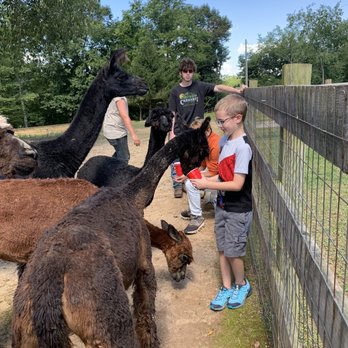 Alpaca Run Farm - Farms Near Me - Parkersburg, West Virginia Alpaca Run Farm - Farms Near Me - Parkersburg, West Virginia
