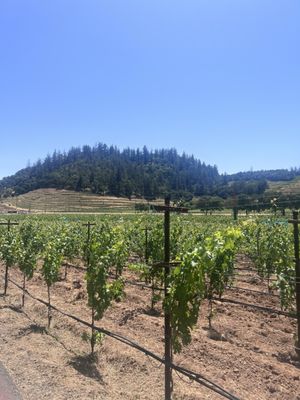 Odette Estate Winery by null