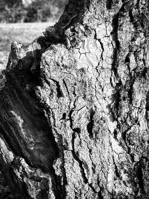 Cylburn Arboretum by null