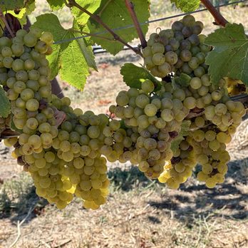 Pence Vineyards & Winery - Wineries Near Me - Buellton, California