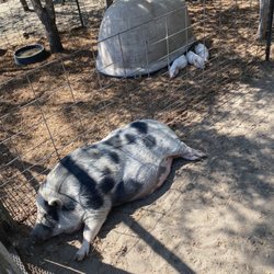 Owl Creek and Pumpkin Patch - Mama pig and piglets resting in the shade. Cute. :)