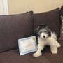 Photo of Dog Genie