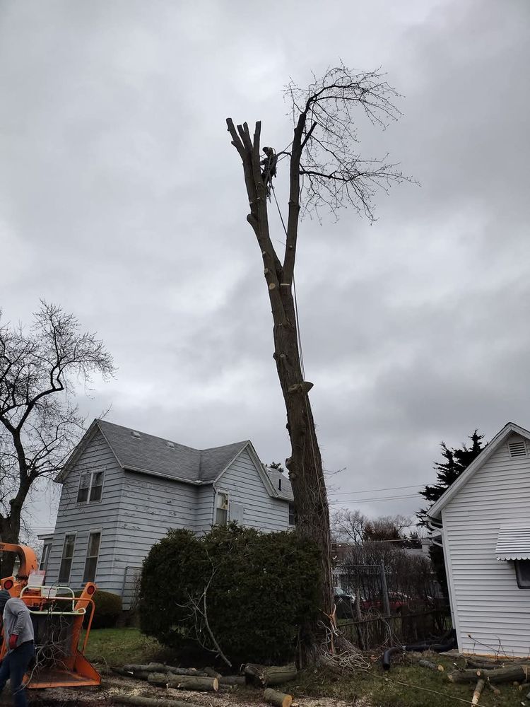Carrillo Tree Service - tree service in Fort Wayne, IN