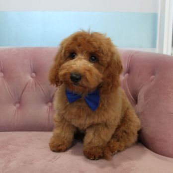 Sung's Grooming Studio - Feeny the goldendoodle, post his first grooming. - Pet Groomers Near Me - Studio City, California Sung's Grooming Studio - Feeny the goldendoodle, post his first grooming. - Pet Groomers Near Me - Studio City, California