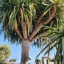 Olive a Dream - Dragon tree