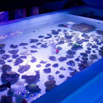 Treasure Coast Corals - Aquarium Services Near Me