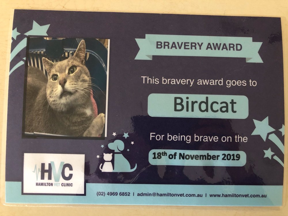 HAMILTON VETERINARY CLINIC Updated July 2024 74 Donald St, Hamilton