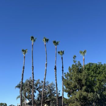 Northland Tree Enterprises - Tree Services Near Me - Orange, California Northland Tree Enterprises - Tree Services Near Me - Orange, California