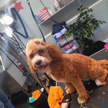 Soo Dog On Kute - Pet Groomers Near Me - Shallotte, North Carolina Soo Dog On Kute - Pet Groomers Near Me - Shallotte, North Carolina