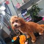 Photo of Soo Dog On Kute