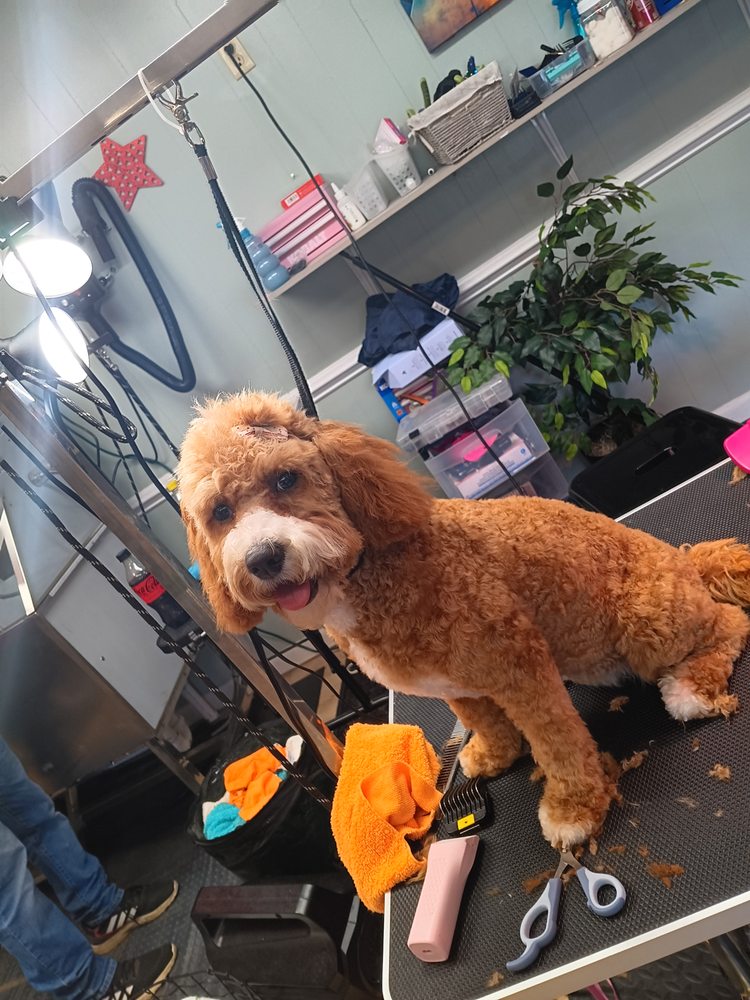 Soo Dog On Kute Image