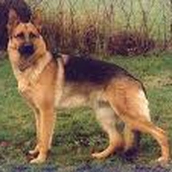 Grooming By Rhonda - Pet Groomers Near Me - Boise, Idaho Grooming By Rhonda - Pet Groomers Near Me - Boise, Idaho