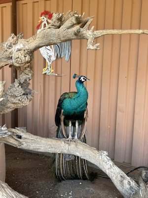 White Stallion Ranch by null