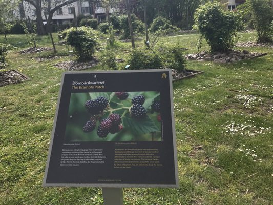Botaniska trädgården by null