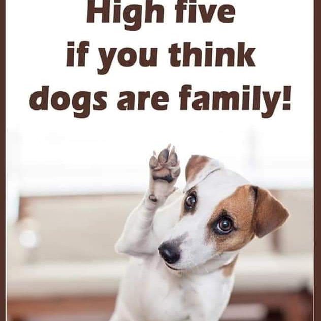 Cobys Dog House - pet boarding facility in Tucson, AZ
