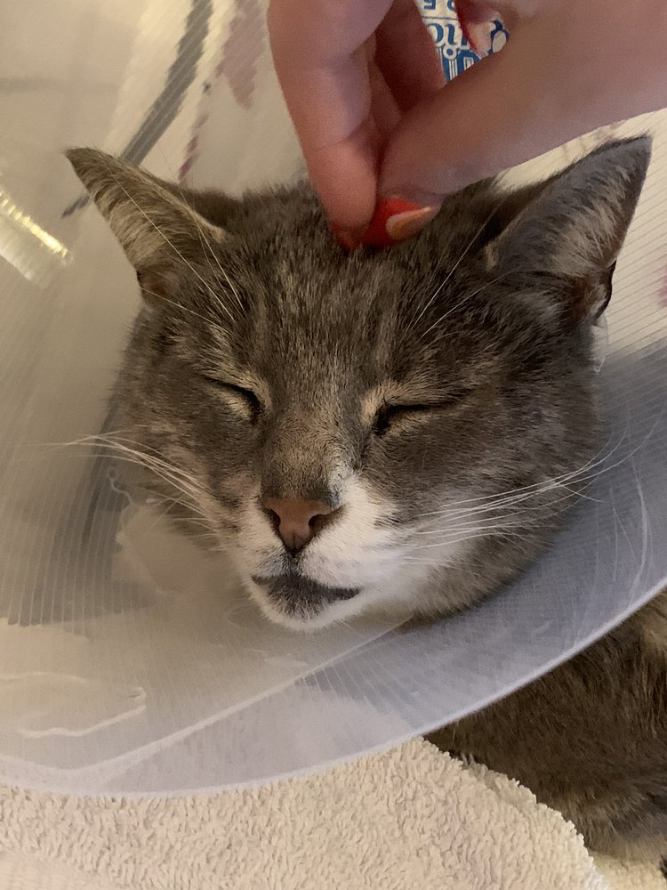 STITTSVILLE KANATA VETERINARY HOSPITAL Updated September 2024 5373