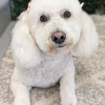 Pampered Pup - Pet Groomers Near Me - Enoch, Utah Pampered Pup - Pet Groomers Near Me - Enoch, Utah