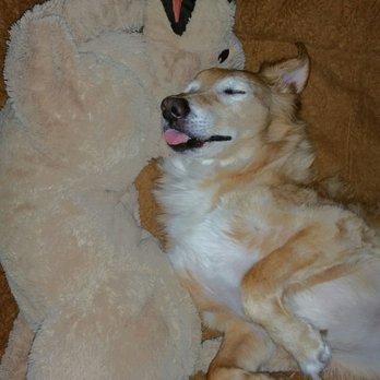 Companion Animal Clinic - Veterinarians Near Me - Tecumseh, Michigan Companion Animal Clinic - Veterinarians Near Me - Tecumseh, Michigan