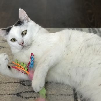 City Kitty Sitter - What in the world? You say its Monday? - Pet Sitting Near Me - Denver, Colorado City Kitty Sitter - What in the world? You say its Monday? - Pet Sitting Near Me - Denver, Colorado