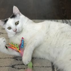 City Kitty Sitter - What in the world? You say its Monday?