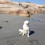 Photo of Sherry's Pet Service