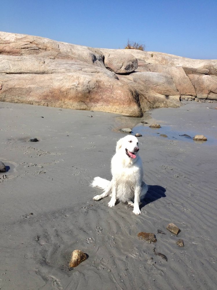 Sherry's Pet Service - pet boarding facility in Clinton, MA