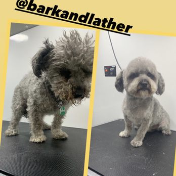 Bark & Lather - Love this guy! - Pet Groomers Near Me Bark & Lather - Love this guy! - Pet Groomers Near Me
