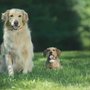 Photo of Pet Fence Systems