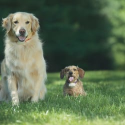 Pet Fence Systems