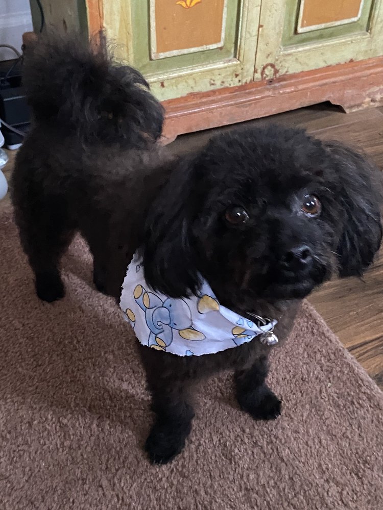 BEST FRIENDS BOARDING TOO with photos Updated August 2024 147